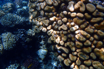 natural coral in the Red Sea Egypt