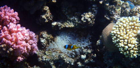 nemo fish in the Red Sea Egypt