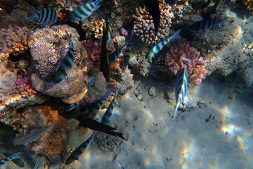 marine life in the Red Sea Egypt