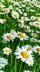 Fototapeta premium Beautiful field of white and yellow daisies, Daisies in nature, Fresh and vibrant flowers, Blooming daisy field scenery