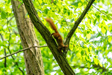 A squirrel in a green forest