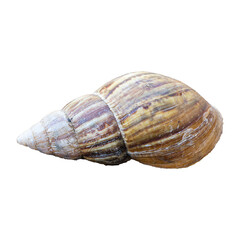 A close-up of a brown snail with a spiral shell isolated on a white background