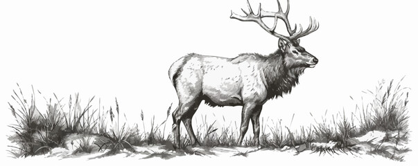 elk Engraving style. Simple pencil drawing. vector simple illustration