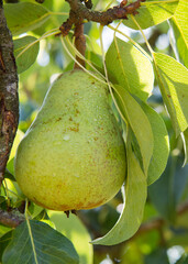 Large pear in the summer garden.