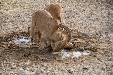 Thirsty Barbary Sheep Quenching at a Puddle