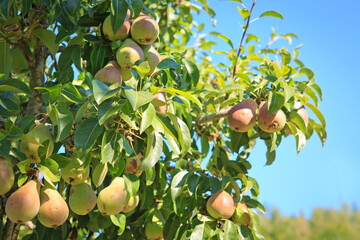 Pears tree in the summer garden.
