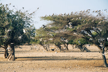 Desert Aviary: A Moment of Coexistence