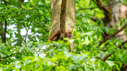 A squirrel in a green forest