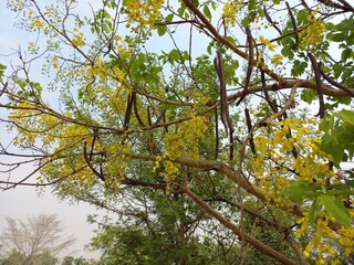 Yellow flowers that are inflorescence hanging from the flowering trees in the summer of India the Indian people called Ratchapruek  The scientific name is Cassia fistula.Cassia Fistula Yellow Flowers 