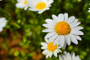 春の公園に咲く可愛らしいクリサンセマム