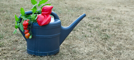 Large ripe beefsteak tomato on gray watering can in the home garden.