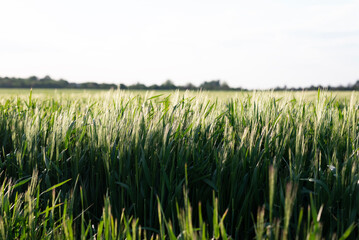 A green field of rye. 