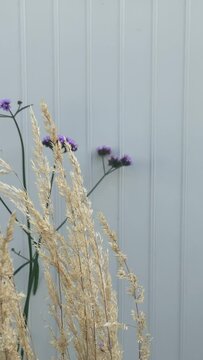 video about pampus grass and violet flowers on a gray background. flowers sway in the summer wind
