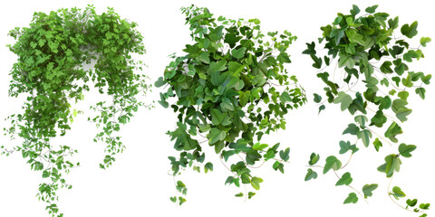 A set of river wattle plants, ivy, and vines featuring lush green leaves and cascading growth. The collection is ideal for decoration, gardening, and nature-inspired designs.