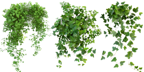 A set of river wattle plants, ivy, and vines featuring lush green leaves and cascading growth. The collection is ideal for decoration, gardening, and nature-inspired designs.