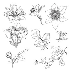 Vector illustration set of roses flowers and leaves, hand draw