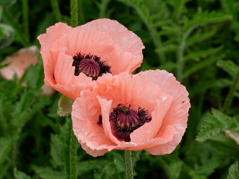 Pavot d'orient rose