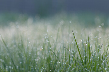 Morning dew on green grass with blurred bokeh background	