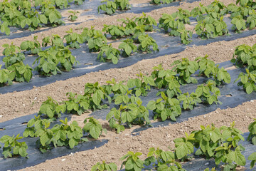 Agriculture field of Japanese edamame soy bean plants in spring