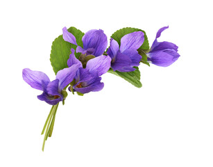 Viola flowers in a corner floral arrangement isolated on white or transparent background