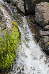 Grass and clear fresh water splashing mountain stream in summer