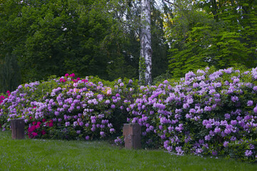 Blühender Rhododendron im Park, mit Birke im Mai