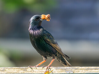 Starling bird with a beak full of food