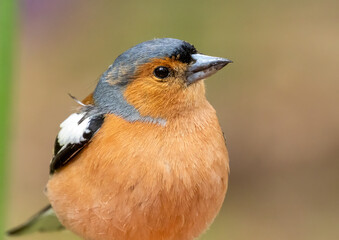 Close up head shot of a male chaffinch bird