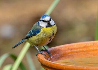 Thirsty little blue tit bird perched on the edge of a water dish