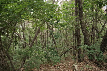 대한민국 산의 봄의 울창한 숲속의 나무와 식물들이 만연한 등산로를 경험할 수 있는 공원 산책길 배경화면