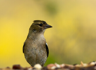 Female chaffinch on bird table with natural yellow gorse flower background