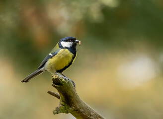 Great tit perched on a branch with a bug in its beak