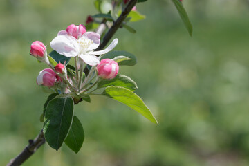 White apple blossom and pink flower buds in springtime