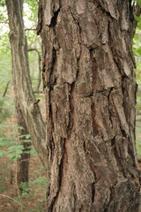 Obraz premium 대한민국 산의 봄의 울창한 숲속의 나무와 식물들이 만연한 등산로를 경험할 수 있는 공원 산책길 배경화면