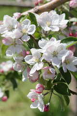 White apple blossom and pink flower buds growing on tree branch