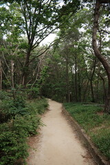 대한민국 산의 봄의 울창한 숲속의 나무와 식물들이 만연한 등산로를 경험할 수 있는 공원 산책길 배경화면