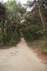 Fototapeta premium 대한민국 산의 봄의 울창한 숲속의 나무와 식물들이 만연한 등산로를 경험할 수 있는 공원 산책길 배경화면