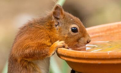 Thirsty little scottish red squirrel having a drink of water © Sarah