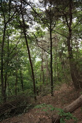 대한민국 산의 봄의 울창한 숲속의 나무와 식물들이 만연한 등산로를 경험할 수 있는 공원 산책길 배경화면