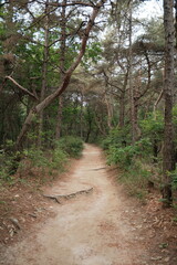 대한민국 산의 봄의 울창한 숲속의 나무와 식물들이 만연한 등산로를 경험할 수 있는 공원 산책길 배경화면