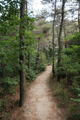 Obraz premium 대한민국 산의 봄의 울창한 숲속의 나무와 식물들이 만연한 등산로를 경험할 수 있는 공원 산책길 배경화면