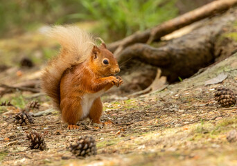 Hungry little scottish red squirrel with a nut