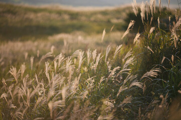 熊本の阿蘇で出会った秋のトワイライトの風景