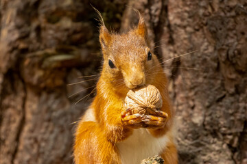 Hungry little scottish red squirrel with a nut