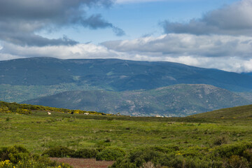 ...cows, animals, landscape, view, nature, spring, greenery, spa