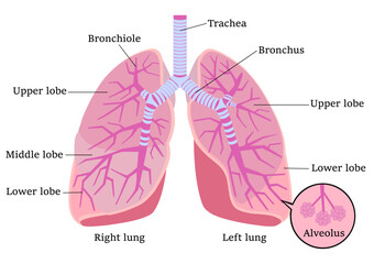 肺の各部英語名称