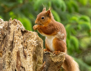 Hungry little scottish red squirrel with a nut