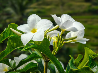 white frangipani flower