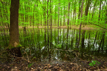 Obraz premium Reflection of trees in a pond in a green forest, April in eastern Poland