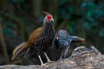 Siamese Fireback (Lophura diardi) The crest is similar to that of a paddle and is also blue. but from the nape to the back and wings are gray.
